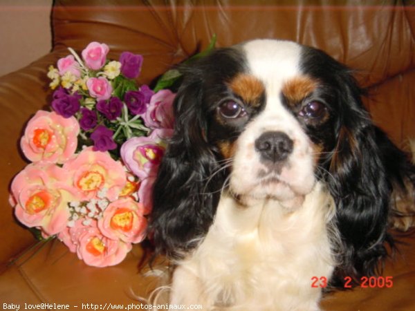 Photo de Cavalier king charles spaniel