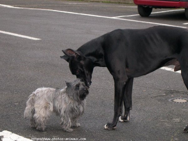 Photo de Cairn terrier