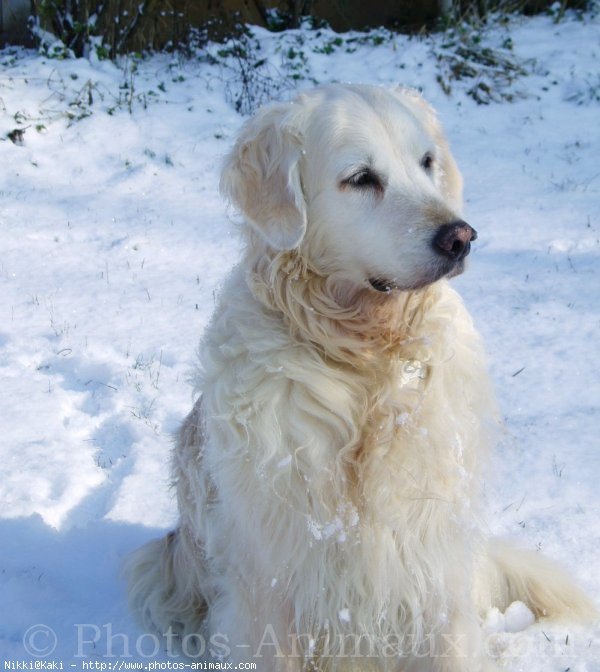 Photo de Golden retriever