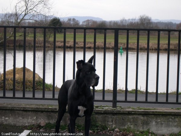 Photo de Dogue allemand