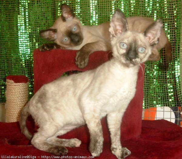 Photo de Cornish rex