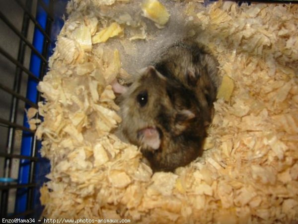 Photo de Hamster