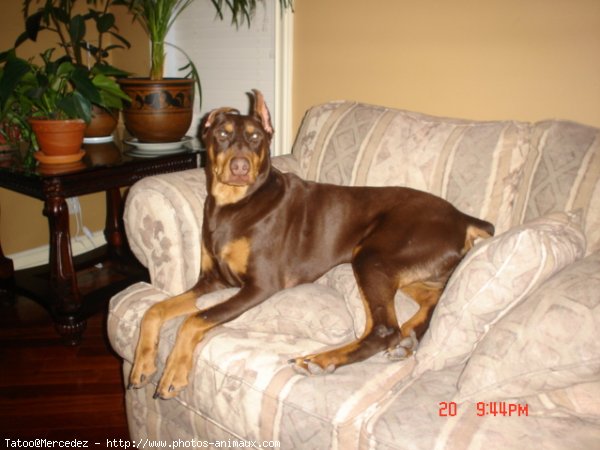 Photo de Dobermann