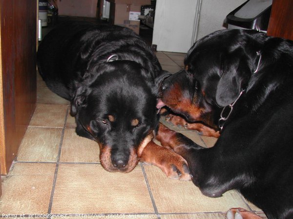 Photo de Rottweiler