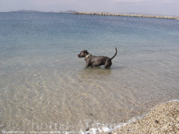 Photo d'American staffordshire terrier