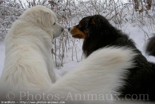 Photo de Chien de berger des tatras