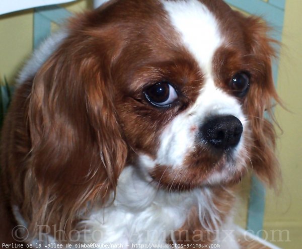 Photo de Cavalier king charles spaniel