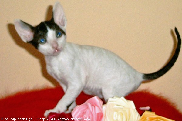 Photo de Cornish rex