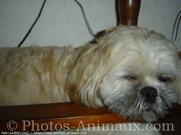 Photo de Lhassa apso