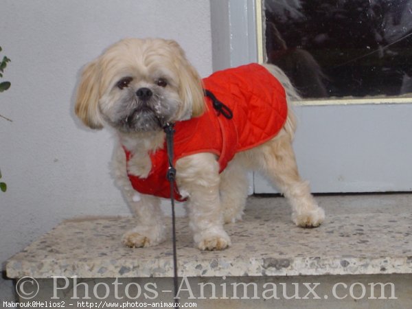 Photo de Lhassa apso