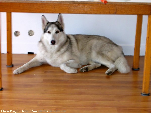 Photo de Husky siberien