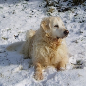 Photo de Golden retriever