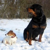 Photo de Rottweiler