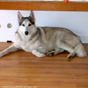 Photo de Husky siberien