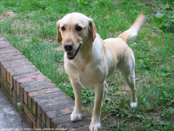 Photo de Labrador retriever