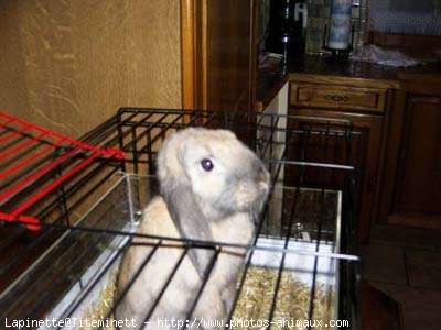 Photo de Lapin