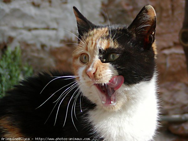 Photo de Chat domestique