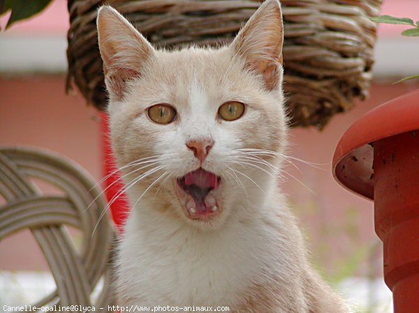 Photo de Chat domestique