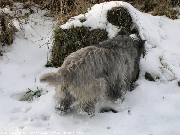 Photo de Cairn terrier