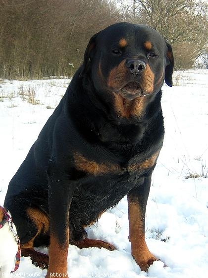 Photo de Rottweiler