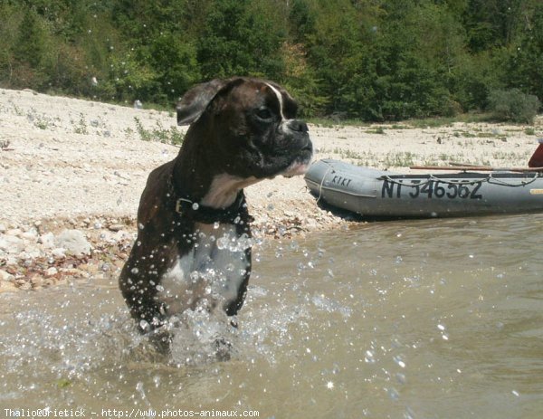 Photo de Boxer