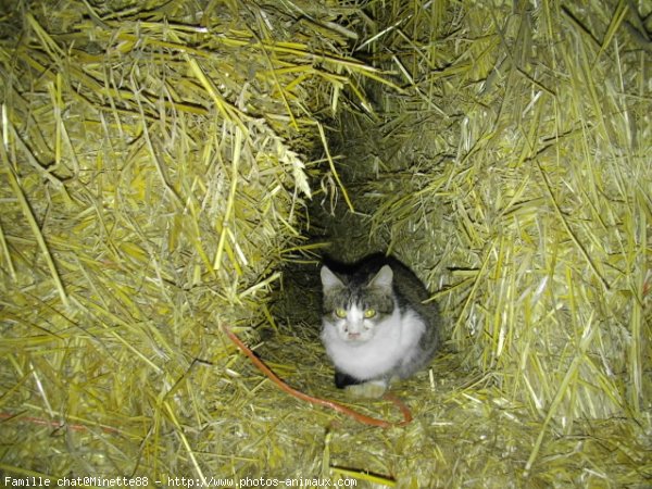 Photo de Chat domestique