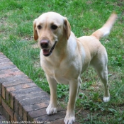 Photo de Labrador retriever