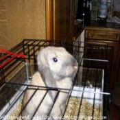 Photo de Lapin