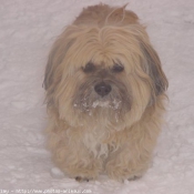 Photo de Lhassa apso