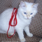 Photo de Ragdoll