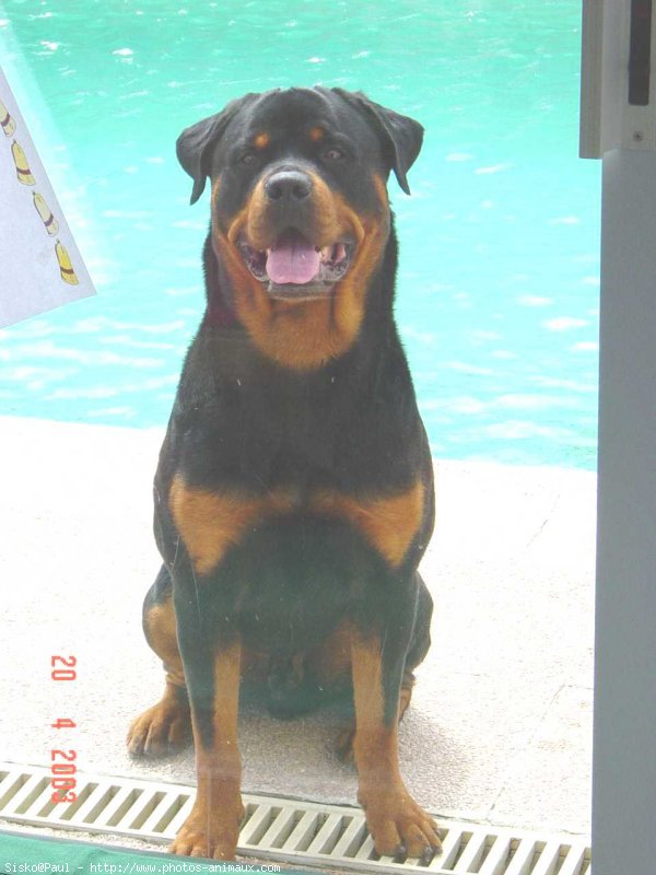 Photo de Rottweiler