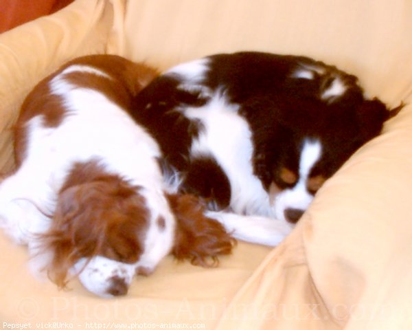 Photo de Cavalier king charles spaniel