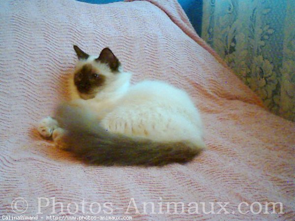 Photo de Sacr de birmanie