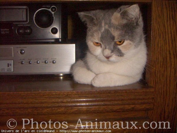 Photo de Scottish fold