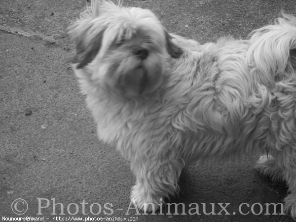 Photo de Lhassa apso