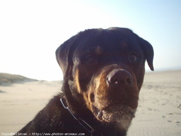 Photo de Rottweiler