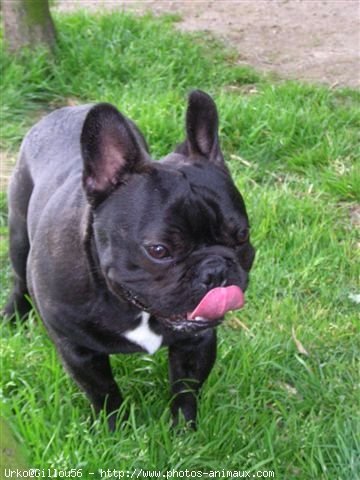 Photo de Bouledogue franais