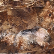 Photo de Yorkshire terrier