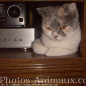 Photo de Scottish fold