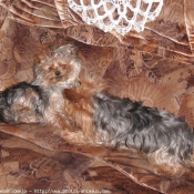 Photo de Yorkshire terrier