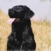 Photo de Labrador retriever