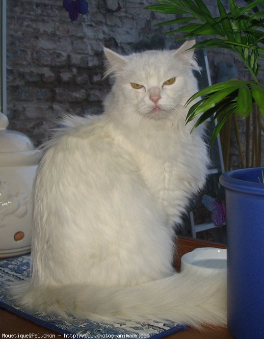 Photo d'Angora turc