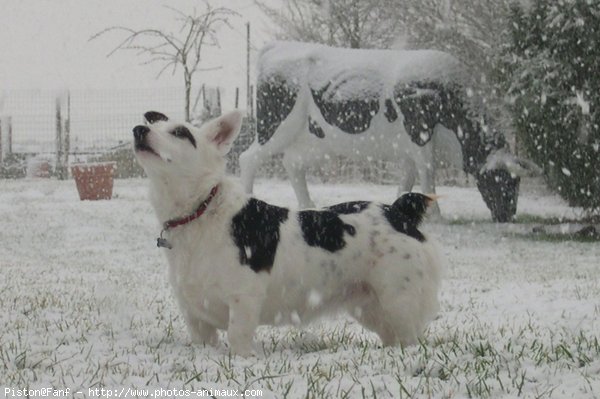 Photo de Jack russell terrier