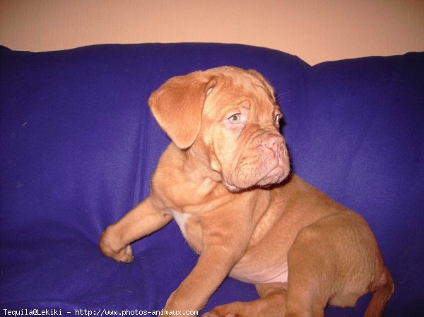 Photo de Dogue de bordeaux