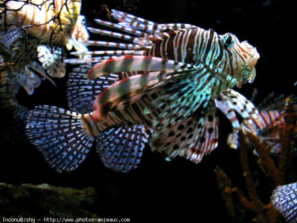 Photo de Poissons exotiques