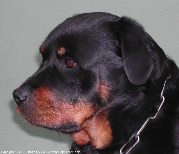 Photo de Rottweiler