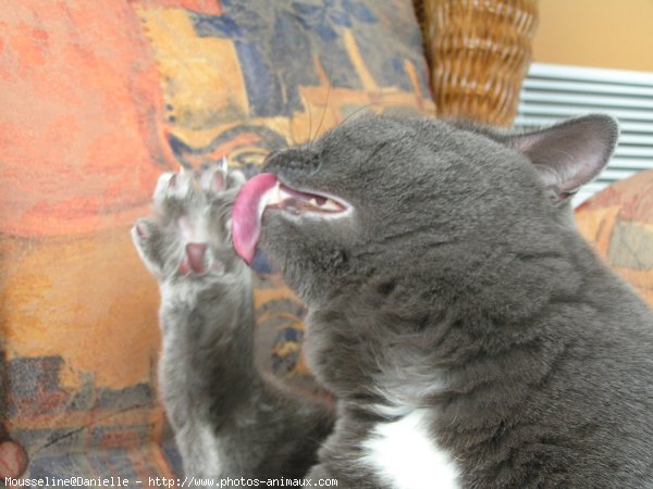 Photo de Chat domestique