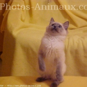 Photo de Ragdoll