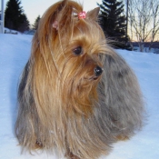 Photo de Yorkshire terrier