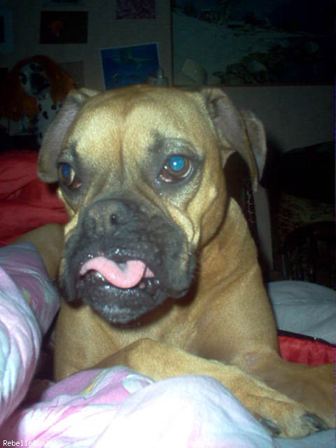 Photo de Boxer